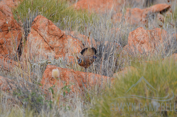 Spinifex pidgeon