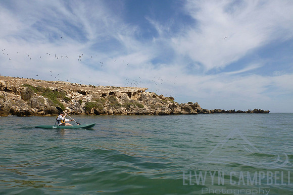 Kayaking past Shag Rock