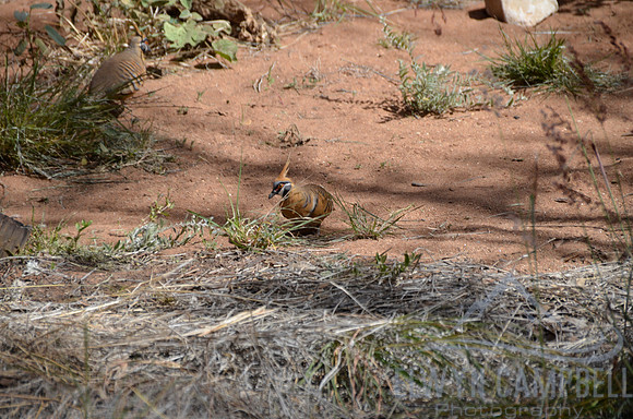 Spinifex Pidgeon