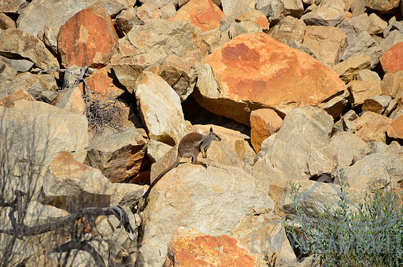 Rock Wallaby