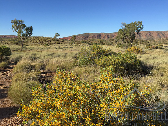 Glen Helen and wattle