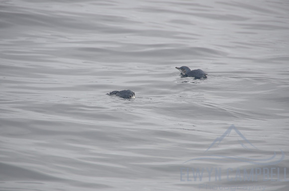 Little Penguins