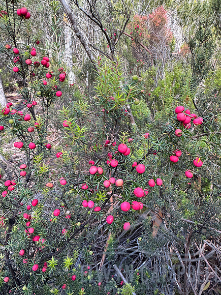 Overland Track