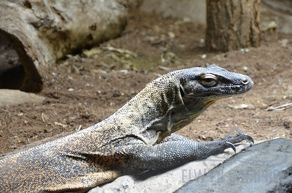 Taronga Zoo