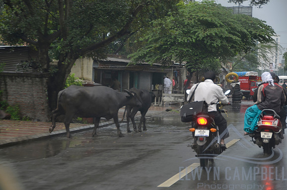 More cows on the road