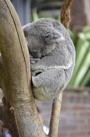 Taronga Zoo