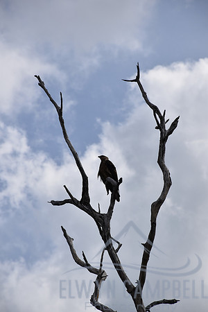 Yellow Water Cruise, Kakadu National Park