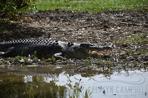 Yellow Water Cruise, Kakadu National Park