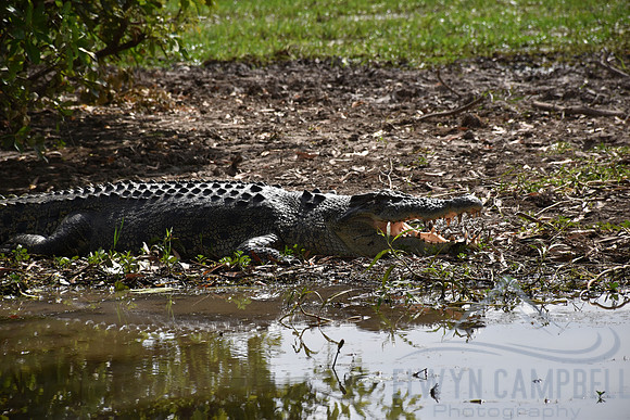 Yellow Water Cruise, Kakadu National Park