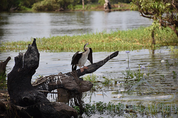 Yellow Water Cruise, Kakadu National Park