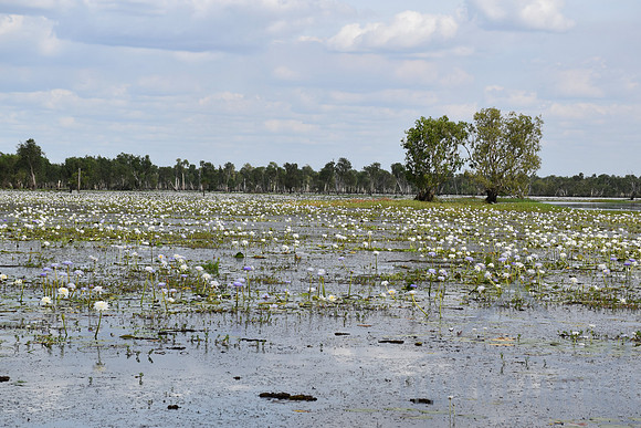 Yellow Water Cruise, Kakadu National Park