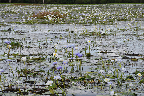 Yellow Water Cruise, Kakadu National Park
