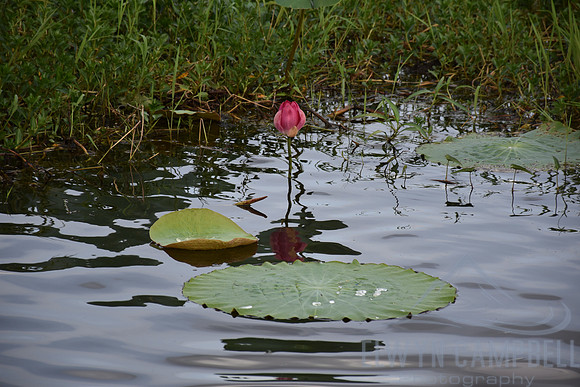 Yellow Water Cruise, Kakadu National Park