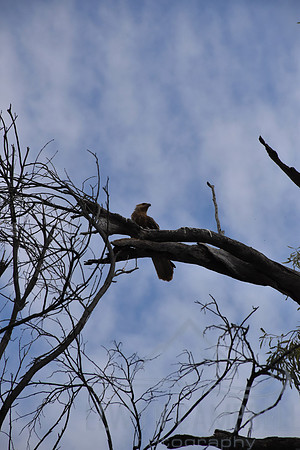 Whistling Kite