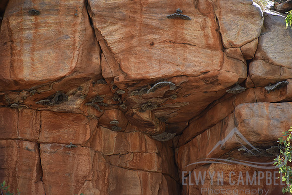 Champagne Springs Walk, El Questro