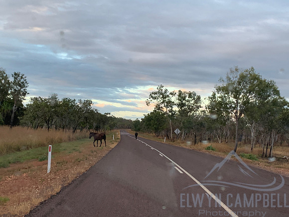 Brumbies, Kakadu National Park