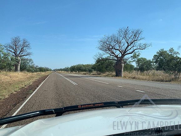 Boab Tree, en route to the Kimberley