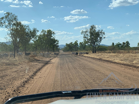 Cattle crossing