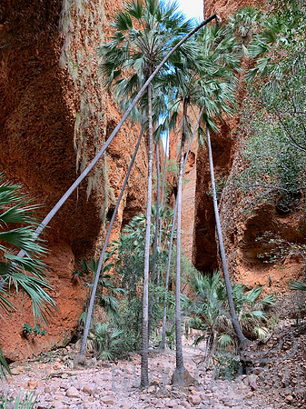 Echidna Chasm, Bungle Bungles