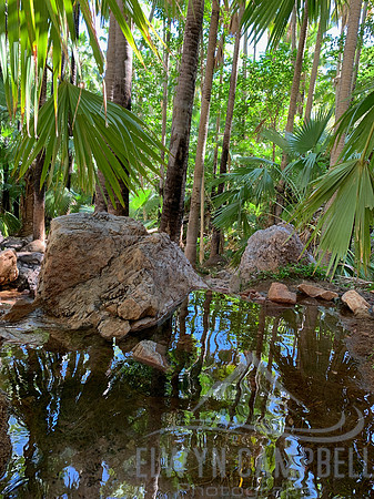 Zebedee Springs, El Questro, Gibb River Road