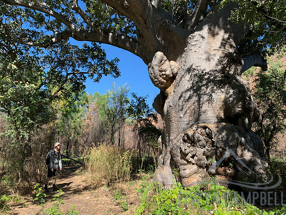 Champagne Springs Walk, El Questro