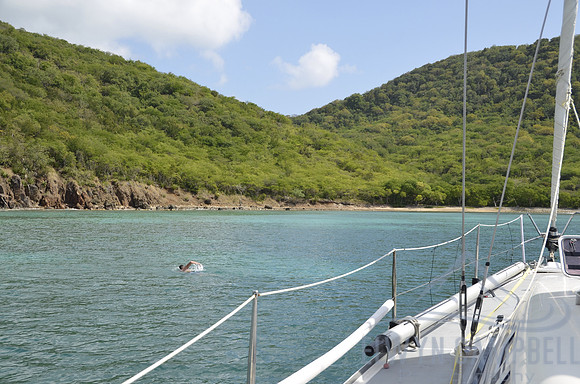 Carlisle Bay