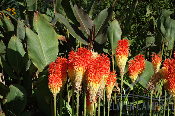 Royal Botanic Gardens Melbourne