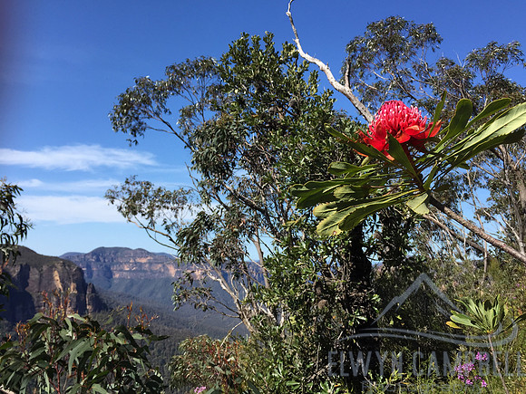 Waratah