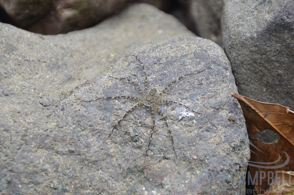Water spider