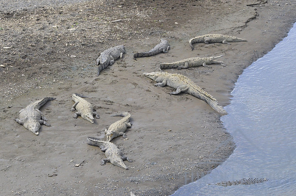 Crocodiles