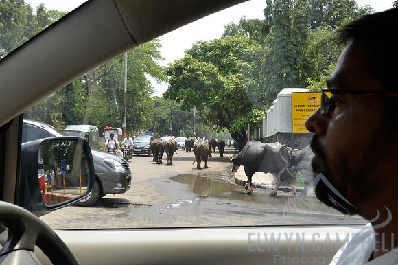 Cows