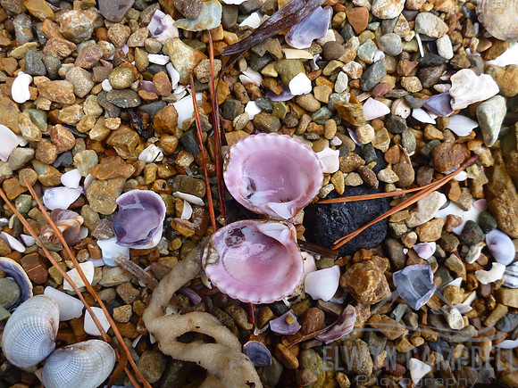 Clam shell