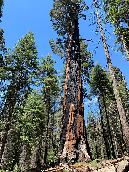 Sequoia National Park