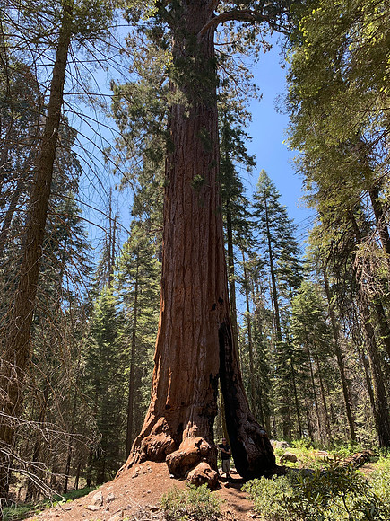 Sequoia National Park - Giant Tree