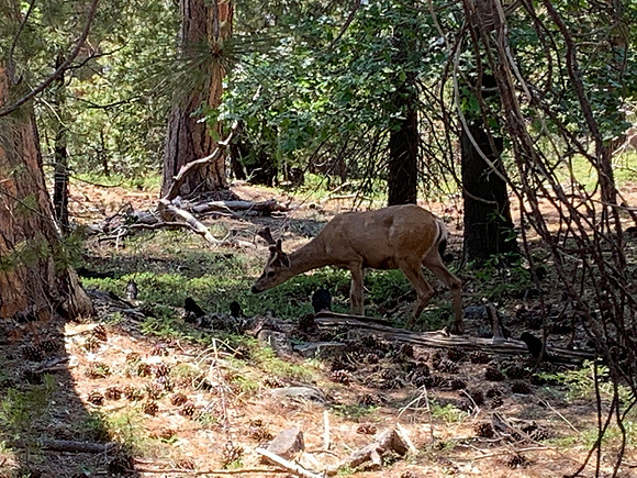 Sequoia National Park