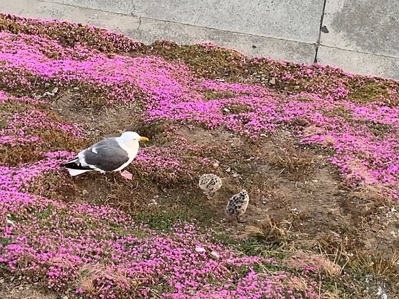 San Francisco - Alcatraz