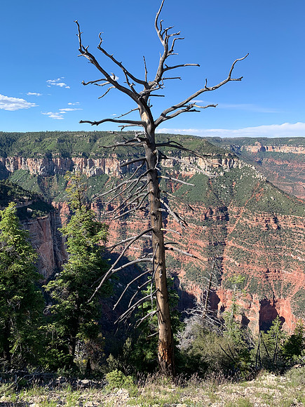 Grand Canyon - North Rim