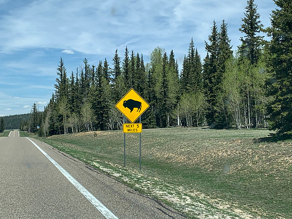 Look out for Bison