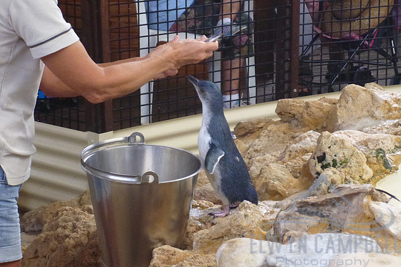 Feeding Fairy Penguin