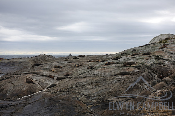 Doubtful Sound, some lounging seals