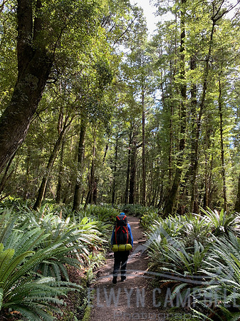 Kepler Track