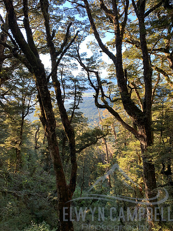 Kepler Track - Climbing through the forest