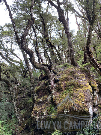 Kepler Track