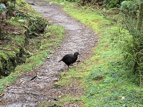 Kepler Track - Weka