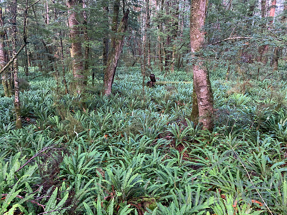 Kepler Track - miles of fern forests