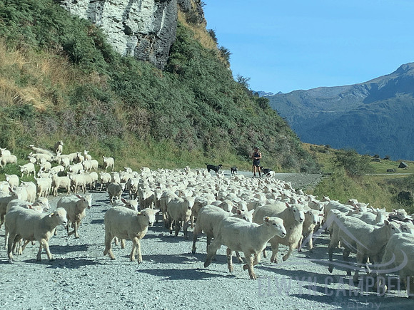 Matukituki Valley, sheep crossing