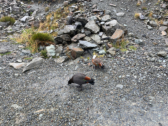 Hooker Valley Walk
