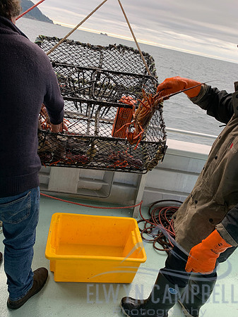 Doubtful Sound, crayfish pots, plenty of lunch