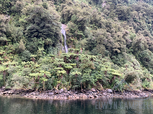 Doubtful Sound, tree fern garden