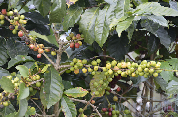 Coffee beans